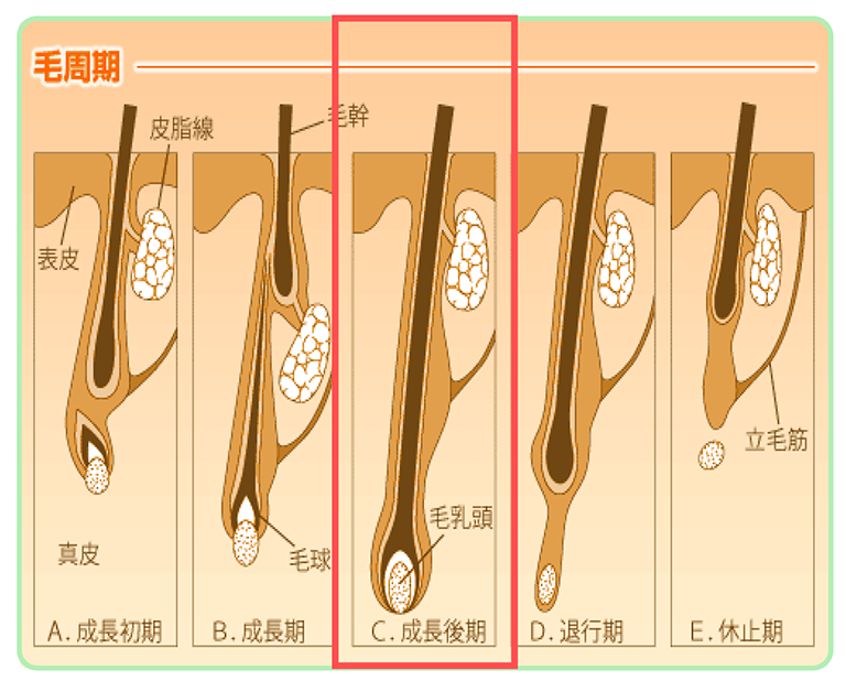 毛周期